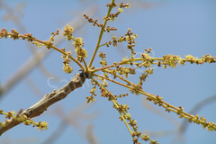 Lannea coromandelica